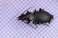 Pterostichus oblongopunctatus