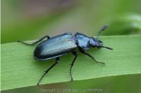Platycerus caraboides
