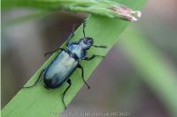 Platycerus caraboides