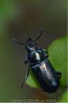Platycerus caraboides