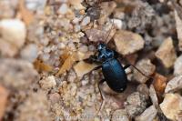 Leistus spinibarbis