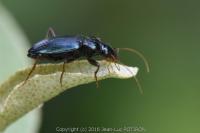 Leistus spinibarbis