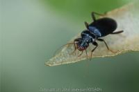 Leistus spinibarbis