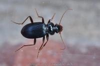 Leistus spinibarbis
