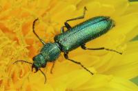 Psilothrix viridicoerulea