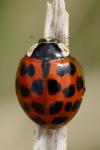 Harmonia axyridis