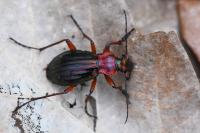 Carabus auronitens
