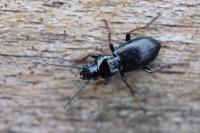 Pterostichus oblongopunctatus