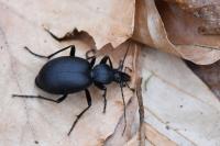 Cychrus caraboides