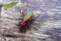 Carabus auronitens