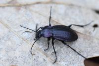 Carabus arvensis