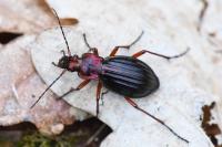 Carabus auronitens