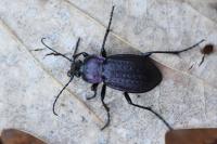 Carabus arvensis