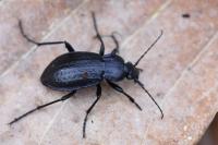 Carabus arvensis