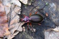Carabus auronitens