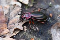 Carabus auronitens