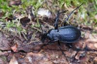 Carabus arvensis