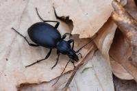 Cychrus caraboides