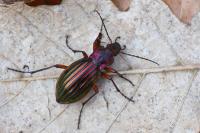 Carabus auronitens
