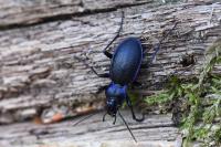 Carabus problematicus