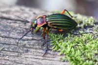 Carabus auronitens