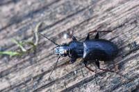 Pterostichus oblongopunctatus