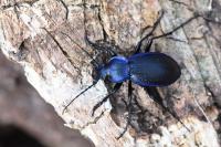 Carabus problematicus