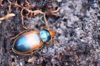 Diachromus germanus