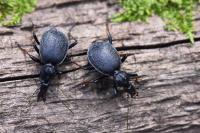 Cychrus attenuatus