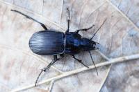 Abax parallelepipedus