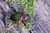 Carabus auronitens