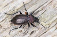 Carabus arvensis