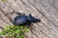 Cychrus attenuatus