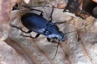 Abax parallelepipedus