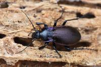 Carabus nemoralis