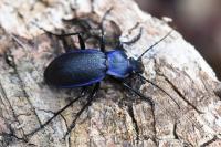 Carabus problematicus