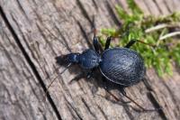 Cychrus attenuatus