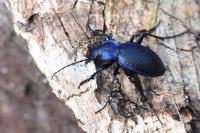 Carabus problematicus