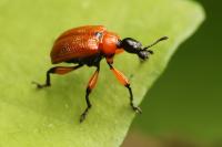 Apoderus coryli