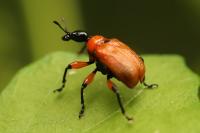 Apoderus coryli