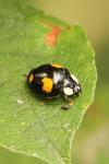 Harmonia axyridis