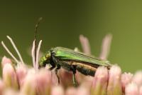 Oedemera nobilis