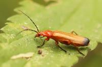 Rhagonycha fulva