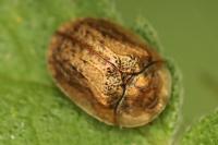 Hypocassida subferruginea