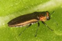 Agrilus