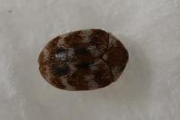 Anthrenus verbasci