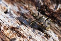 Rhagium mordax