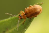 Galerucella