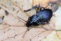 Abax ovalis