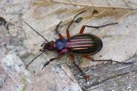 Carabus auronitens